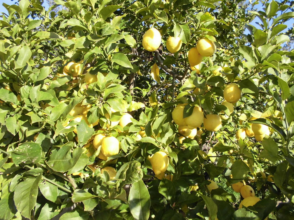 ארטה Agroturismo Na Set Centes - Adults Only מראה חיצוני תמונה